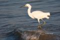 Animals-in-the-Wild;Egret;Egretta-thula;Feeding-Behavior;One;Photography;Snowy-E